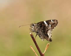 Codatractus arizonensis by (c) Roger Rittmaster, some rights reserved (CC BY), uploaded by Roger Rittmaster. Used under a CC-BY license.