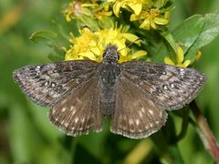Erynnis by (c) Bill Bouton, some rights reserved (CC BY). Used under a CC-BY license.