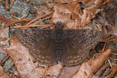 Erynnis by (c) Judy Gallagher, some rights reserved (CC BY). Used under a CC-BY license.