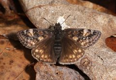 Erynnis by (c) Judy Gallagher, some rights reserved (CC BY). Used under a CC-BY license.