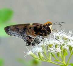 Proteides mercurius by (c) Francisco Farriols Sarabia, some rights reserved (CC BY), uploaded by Francisco Farriols Sarabia. Used under a CC-BY license.