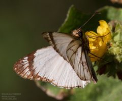 Heliopetes alana by (c) John Rosford, some rights reserved (CC BY), uploaded by John Rosford. Used under a CC-BY license.