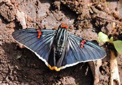 Phocides polybius by no rights reserved, uploaded by Hugo Hulsberg. Used under a CC0 license.