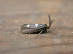 Incurvariidae by (c) Donald Hobern, some rights reserved (CC BY). Used under a CC-BY license.