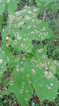 Paraclemensia acerifoliella by (c) Tom Norton, some rights reserved (CC BY), uploaded by Tom Norton. Used under a CC-BY license.