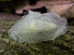 Malacosoma disstria by (c) Ken-ichi Ueda, some rights reserved (CC BY), uploaded by Ken-ichi Ueda. Used under a CC-BY license.