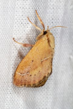Adoneta bicaudata by (c) Kristof Zyskowski, some rights reserved (CC BY), uploaded by Kristof Zyskowski. Used under a CC-BY license.