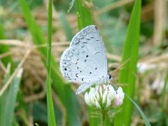 Celastrina neglecta by (c) botanygirl, some rights reserved (CC BY), uploaded by botanygirl. Used under a CC-BY license.