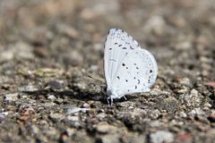 Celastrina neglecta by (c) Christine Betts McAnlis, some rights reserved (CC BY), uploaded by Christine Betts McAnlis. Used under a CC-BY license.