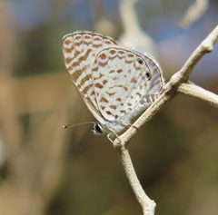 Leptotes cassius by (c) Helio Lourencini, some rights reserved (CC BY), uploaded by Helio Lourencini. Used under a CC-BY license.