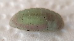 Callophrys xami by (c) IA braham, some rights reserved (CC BY), uploaded by IA braham. Used under a CC-BY license.