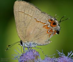 Calycopis isobeon by (c) John Rosford, some rights reserved (CC BY), uploaded by John Rosford. Used under a CC-BY license.