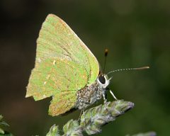 Cyanophrys herodotus by (c) Roger Rittmaster, some rights reserved (CC BY), uploaded by Roger Rittmaster. Used under a CC-BY license.