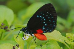 Eumaeus atala by (c) Dennis Vollmar, some rights reserved (CC BY), uploaded by Dennis Vollmar. Used under a CC-BY license.
