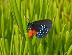 Eumaeus atala by (c) Eridan Xharahi, some rights reserved (CC BY), uploaded by Eridan Xharahi. Used under a CC-BY license.
