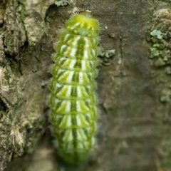 Satyrium caryaevorus by (c) Patrick Hanly, some rights reserved (CC BY), uploaded by Patrick Hanly. Used under a CC-BY license.