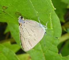 Satyrium caryaevorus by (c) christine123, some rights reserved (CC BY), uploaded by christine123. Used under a CC-BY license.
