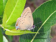 Satyrium edwardsii by (c) Greg Schechter, some rights reserved (CC BY). Used under a CC-BY license.