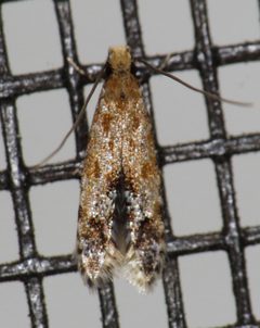 Homosetia costisignella by (c) Nick Block, some rights reserved (CC BY), uploaded by Nick Block. Used under a CC-BY license.