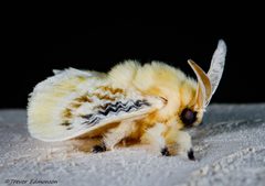 Megalopyge crispata by (c) Trevor Edmonson, some rights reserved (CC BY), uploaded by Trevor Edmonson. Used under a CC-BY license.