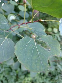Ectoedemia populella by (c) Mark Apgar, some rights reserved (CC BY), uploaded by Mark Apgar. Used under a CC-BY license.