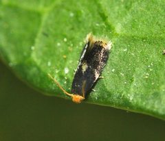 Ectoedemia similella by (c) Zachary Dankowicz, some rights reserved (CC BY), uploaded by Zachary Dankowicz. Used under a CC-BY license.