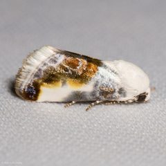Acontia cretata by (c) Ken-ichi Ueda, some rights reserved (CC BY), uploaded by Ken-ichi Ueda. Used under a CC-BY license.