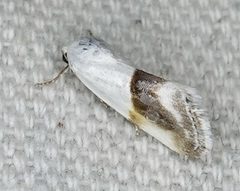 Ponometia binocula by (c) Colin Croft, some rights reserved (CC BY), uploaded by Colin Croft. Used under a CC-BY license.