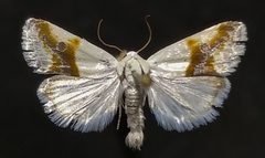 Ponometia binocula by (c) Doug Macaulay, some rights reserved (CC BY), uploaded by Doug Macaulay. Used under a CC-BY license.