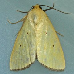 Marimatha nigrofimbria by (c) Bill Keim, some rights reserved (CC BY). Used under a CC-BY license.