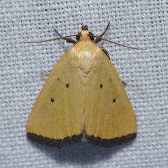 Marimatha nigrofimbria by (c) Andy Reago & Chrissy McClarren, some rights reserved (CC BY). Used under a CC-BY license.