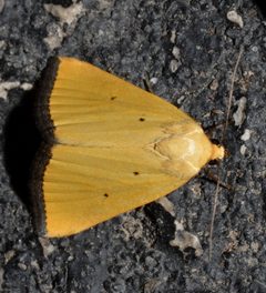 Marimatha nigrofimbria by (c) Andy Reago & Chrissy McClarren, some rights reserved (CC BY). Used under a CC-BY license.