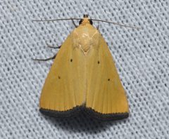Marimatha nigrofimbria by (c) Andy Reago & Chrissy McClarren, some rights reserved (CC BY). Used under a CC-BY license.