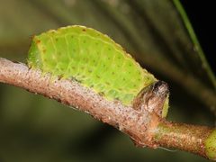 Acronicta fallax by (c) Jake McCumber, some rights reserved (CC BY), uploaded by Jake McCumber. Used under a CC-BY license.