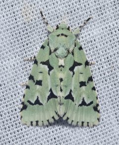 Acronicta fallax by (c) Andy Reago & Chrissy McClarren, some rights reserved (CC BY). Used under a CC-BY license.