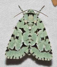 Acronicta fallax by (c) Andy Reago & Chrissy McClarren, some rights reserved (CC BY). Used under a CC-BY license.