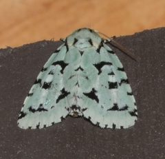 Acronicta fallax by (c) Andy Reago & Chrissy McClarren, some rights reserved (CC BY). Used under a CC-BY license.