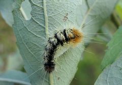 Acronicta impressa by (c) christine123, some rights reserved (CC BY), uploaded by christine123. Used under a CC-BY license.