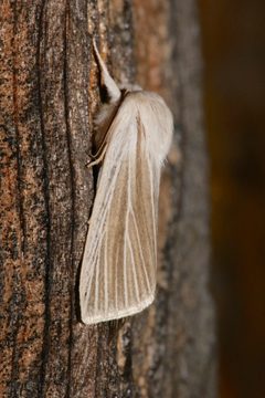 Acronicta insularis by (c) Laura Gaudette, some rights reserved (CC BY), uploaded by Laura Gaudette. Used under a CC-BY license.