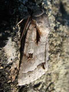 Acronicta quadrata by (c) Doug Macaulay, some rights reserved (CC BY), uploaded by Doug Macaulay. Used under a CC-BY license.