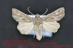 Aseptis serrula by no rights reserved, uploaded by Andreas Manz. Used under a CC0 license.