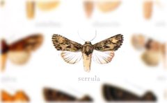 Aseptis serrula by no rights reserved, uploaded by Andreas Manz. Used under a CC0 license.