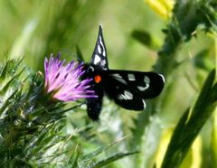 Alypia mariposa by no rights reserved. Used under a CC0 license.
