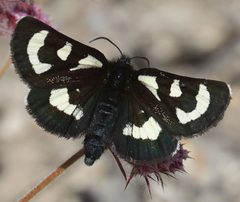 Alypia mariposa by (c) Pinnacles National Park, some rights reserved (CC BY), uploaded by Pinnacles National Park. Used under a CC-BY license.