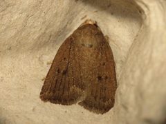 Amphipyra tragopoginis by (c) Donald Hobern, some rights reserved (CC BY). Used under a CC-BY license.