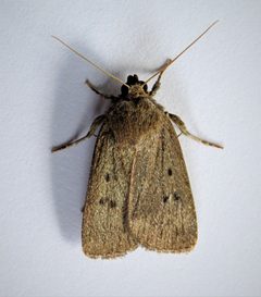 Amphipyra tragopoginis by no rights reserved, uploaded by Nancy Mullin. Used under a CC0 license.