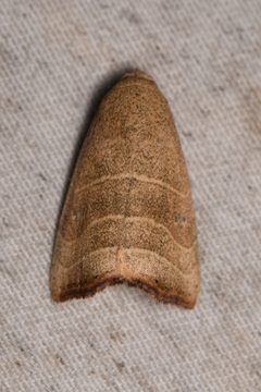 Bagisara repanda by (c) Trevor Van Loon, some rights reserved (CC BY), uploaded by Trevor Van Loon. Used under a CC-BY license.