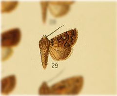 Condica punctifera by no rights reserved, uploaded by Andreas Manz. Used under a CC0 license.