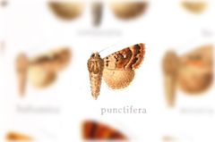 Condica punctifera by no rights reserved, uploaded by Andreas Manz. Used under a CC0 license.
