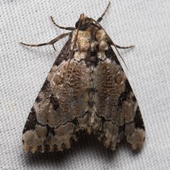 Stibaera thyatiroides by (c) Ken-ichi Ueda, some rights reserved (CC BY), uploaded by Ken-ichi Ueda. Used under a CC-BY license.